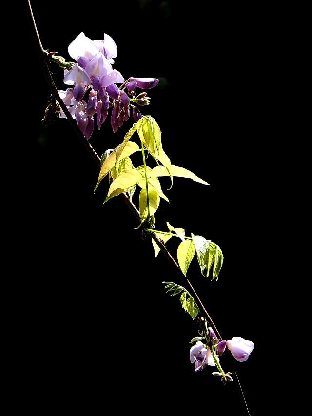 杜鹃花和紫滕