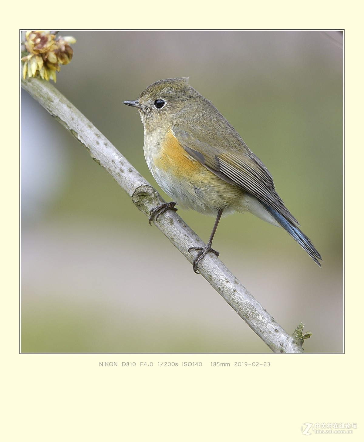 蓝眉林鸲（雌）