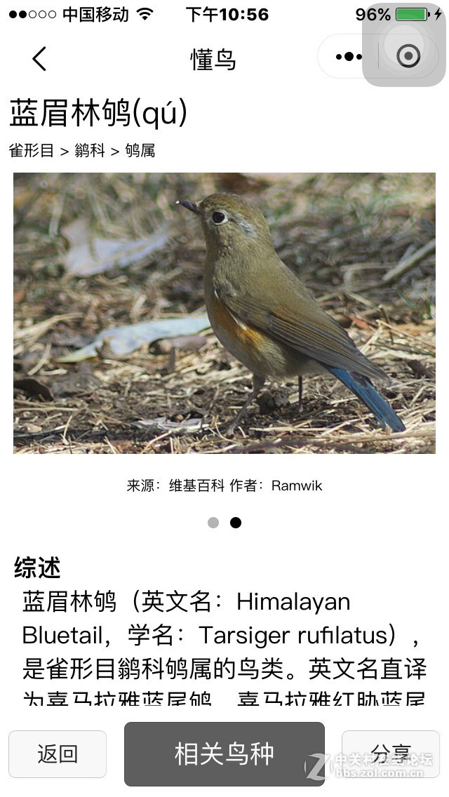 蓝眉林鸲（雌）