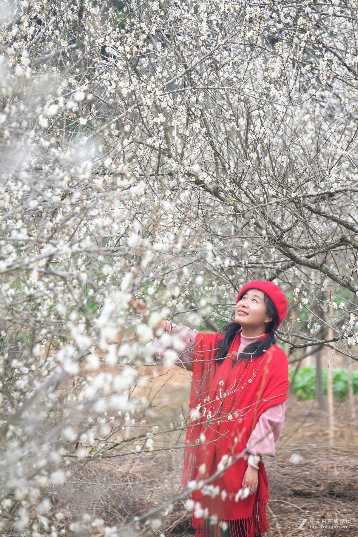 梦随梅花入汤溪