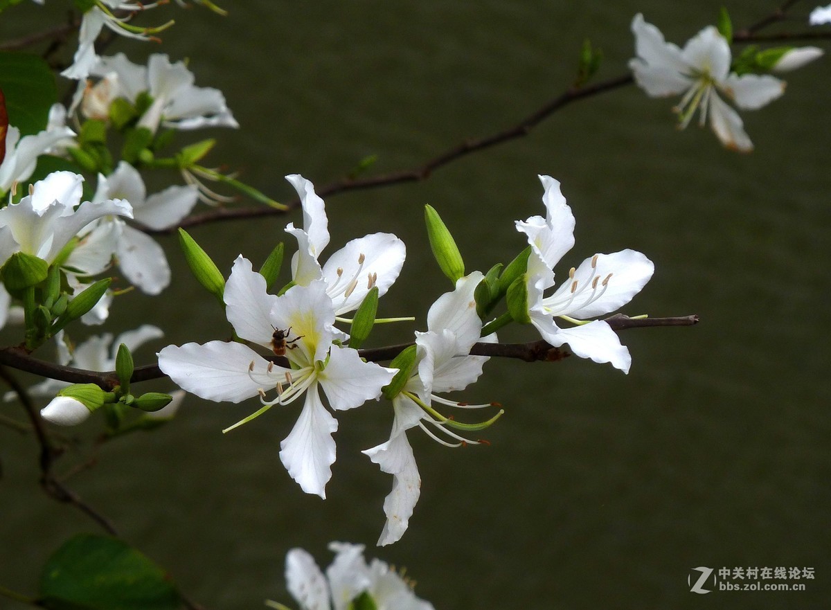 zs7退役专集十（素雅白紫荆）