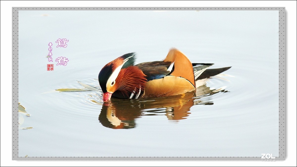 处女作---光影鸳鸯(2011年)