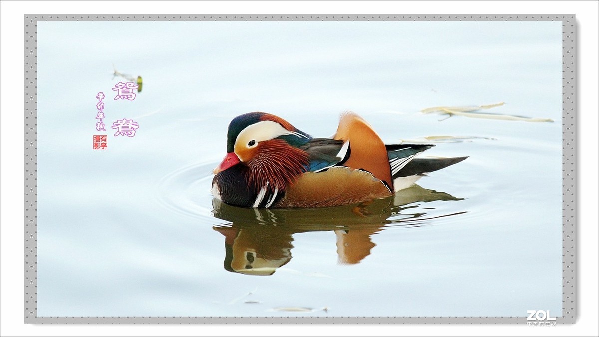 处女作---光影鸳鸯(2011年)