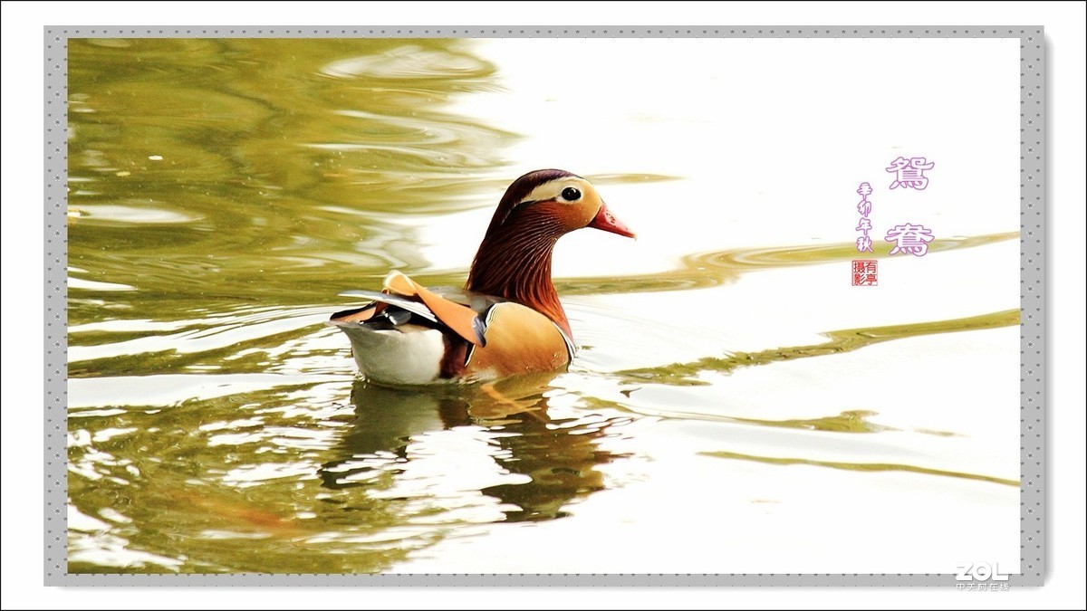 处女作---光影鸳鸯(2011年)