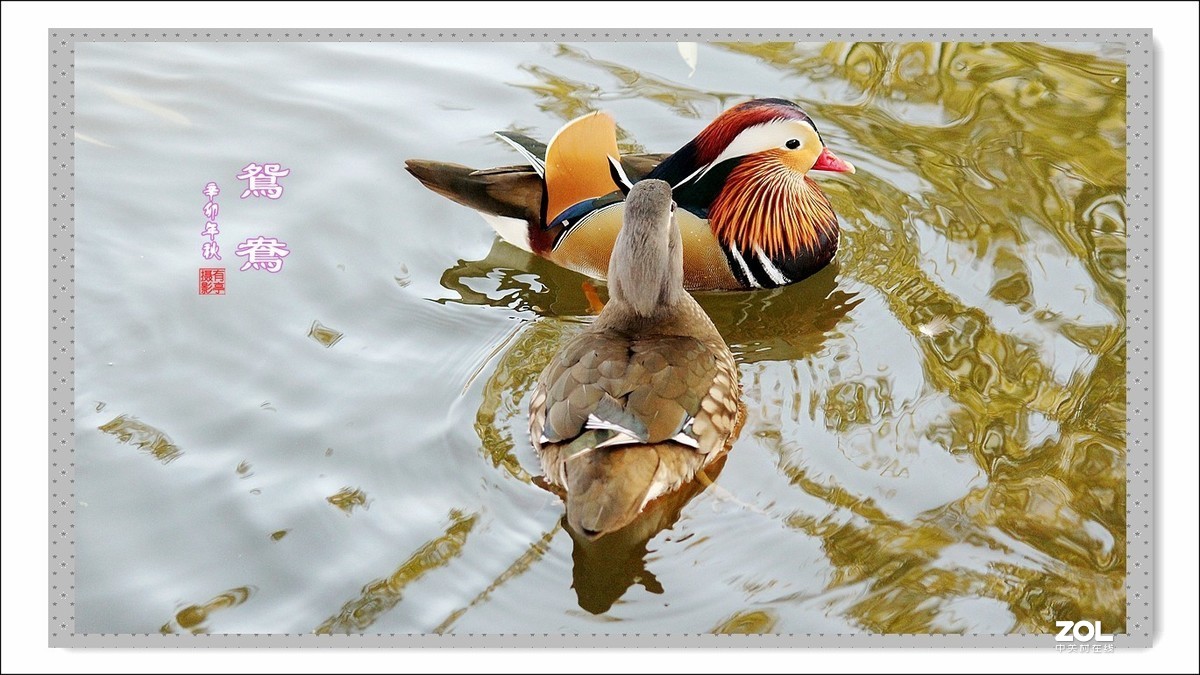 处女作---光影鸳鸯(2011年)