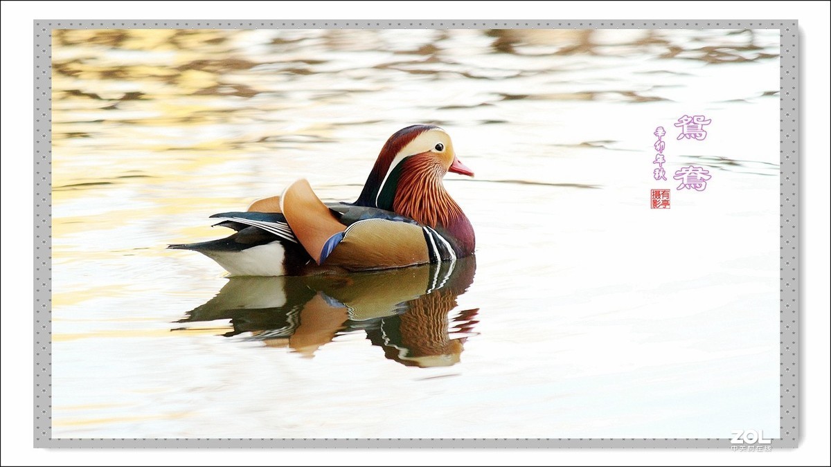 处女作---光影鸳鸯(2011年)