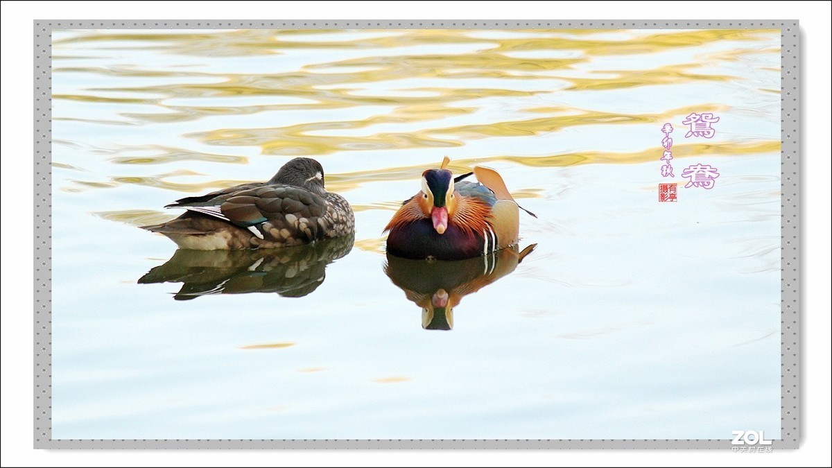 处女作---光影鸳鸯(2011年)