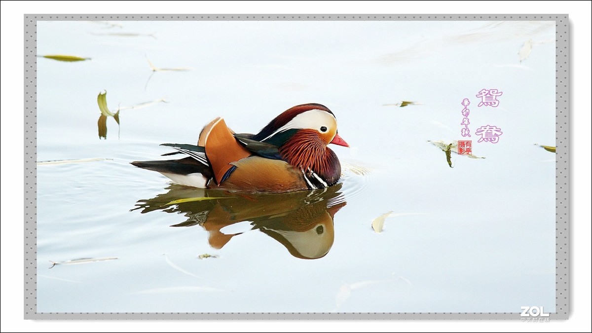 处女作---光影鸳鸯(2011年)