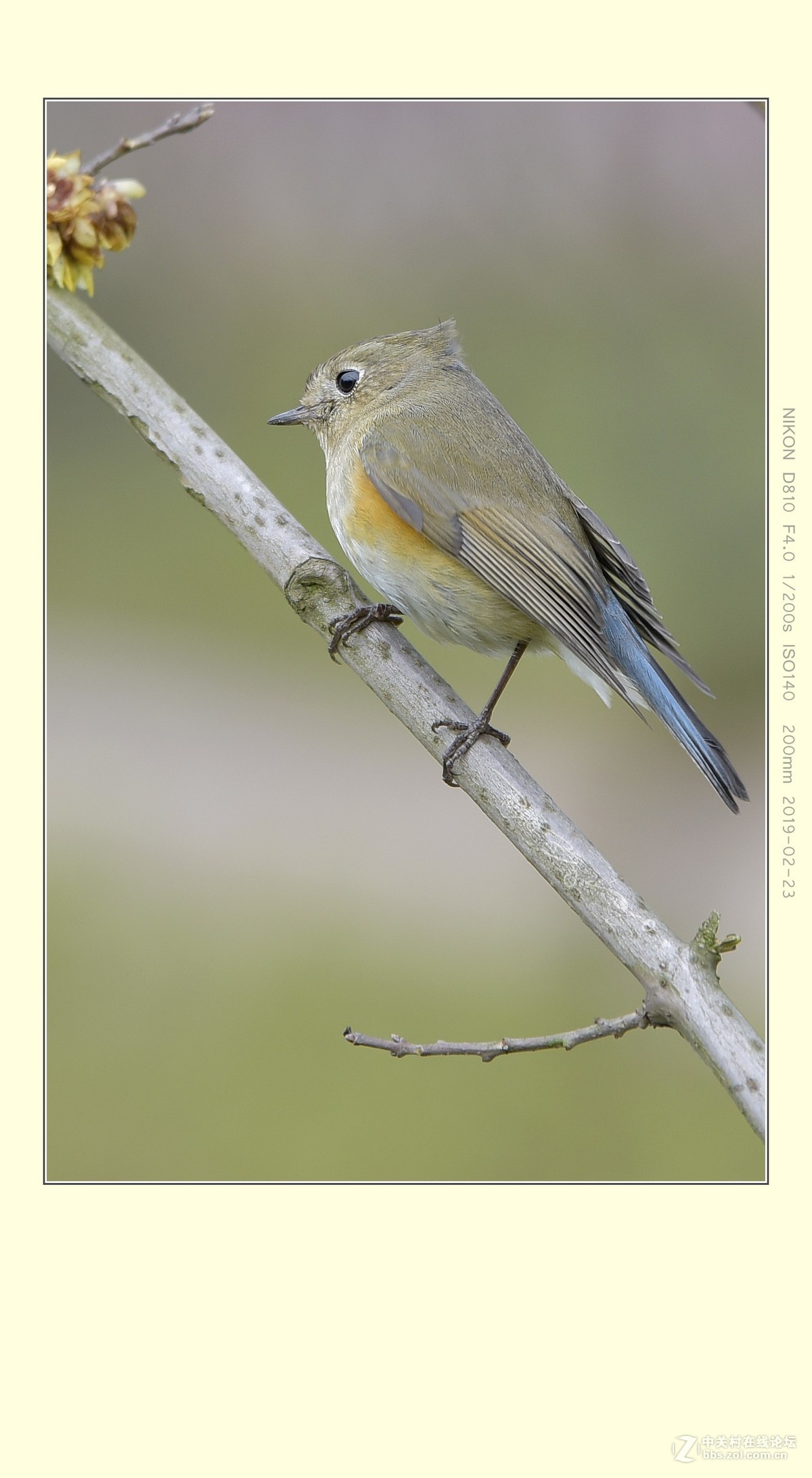 蓝眉林鸲（雌）