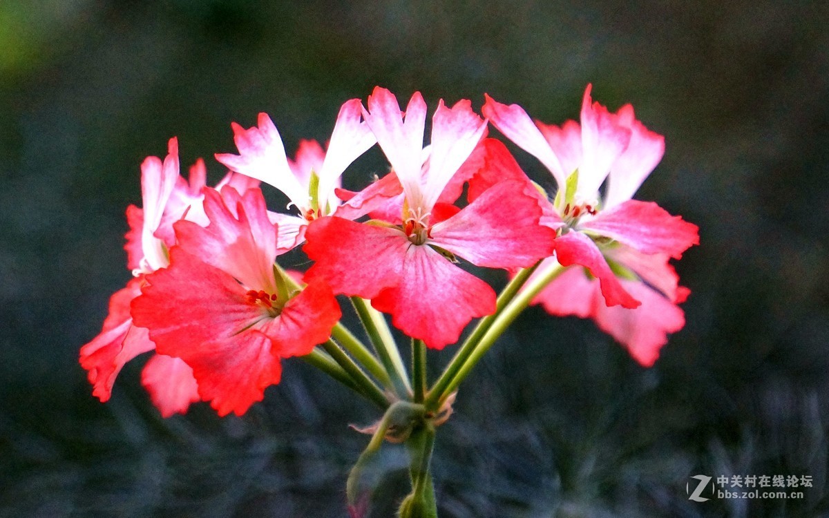 一组花卉。