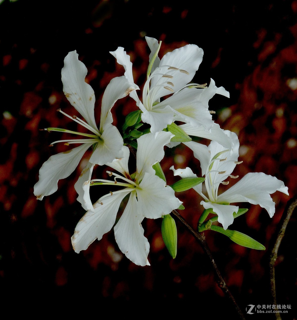 zs7退役专集十（素雅白紫荆）