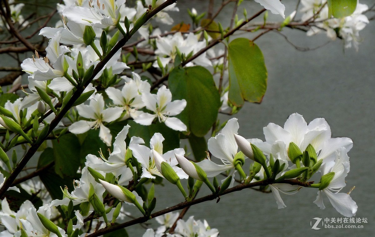 zs7退役专集十（素雅白紫荆）