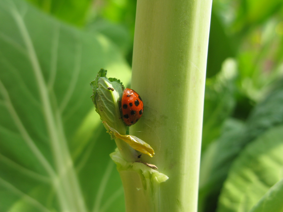 一直使用的A650IS发些照片（蒲公英、昆虫、儿童、月宫）到贵星空(中国)，请指导（16P）