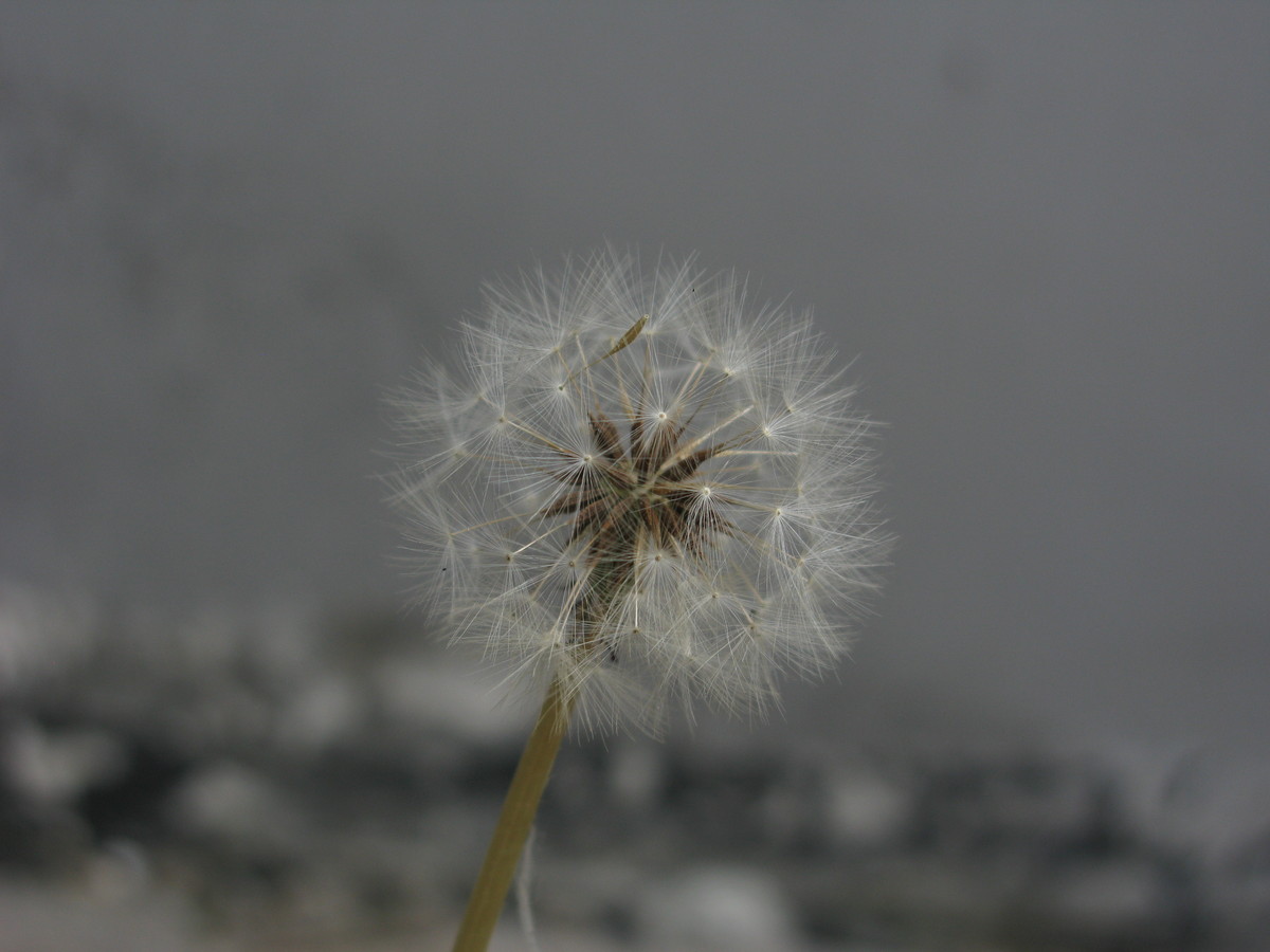 一直使用的A650IS发些照片（蒲公英、昆虫、儿童、月宫）到贵星空(中国)，请指导（16P）