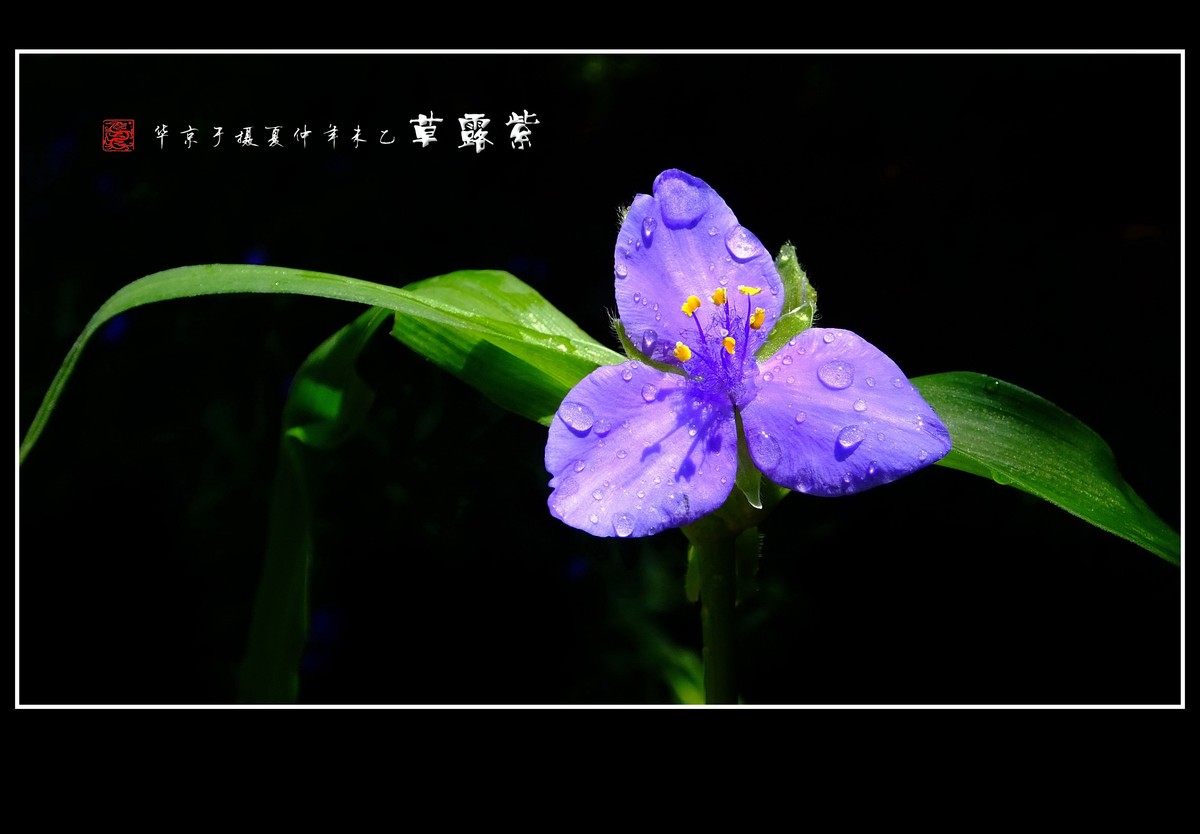 缓舒绿袖舞晨露的紫露草花