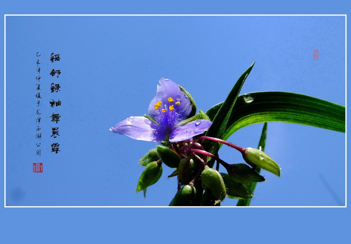 缓舒绿袖舞晨露的紫露草花