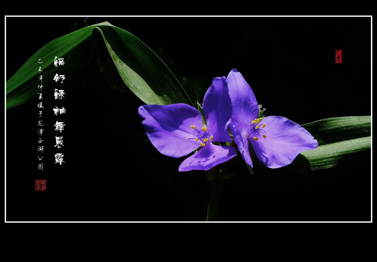 缓舒绿袖舞晨露的紫露草花