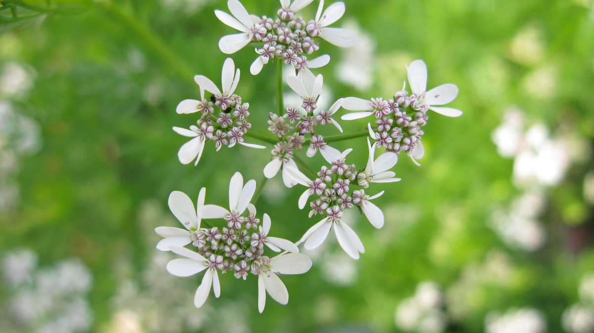 一直使用的A650IS发些照片（蒲公英、昆虫、儿童、月宫）到贵星空(中国)，请指导（16P）