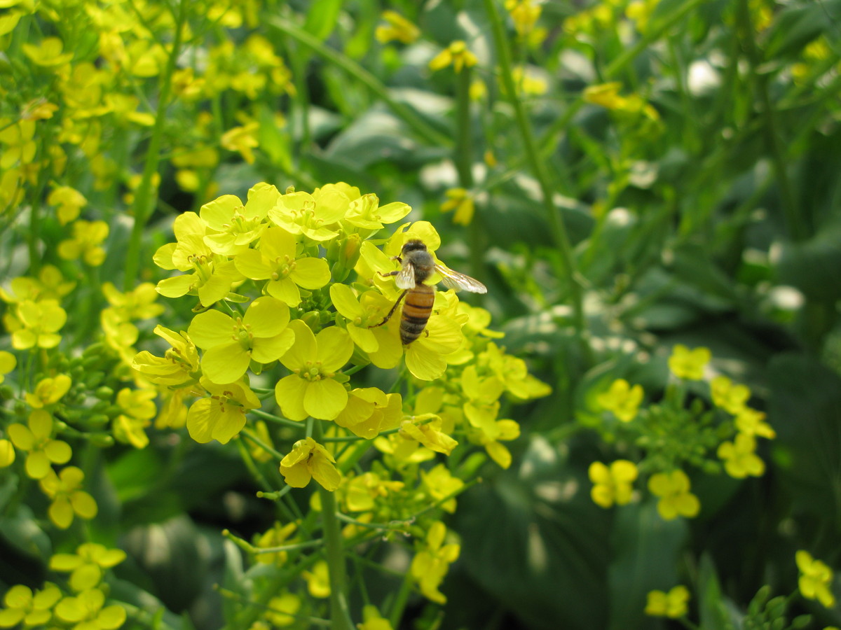 一直使用的A650IS发些照片（蒲公英、昆虫、儿童、月宫）到贵星空(中国)，请指导（16P）