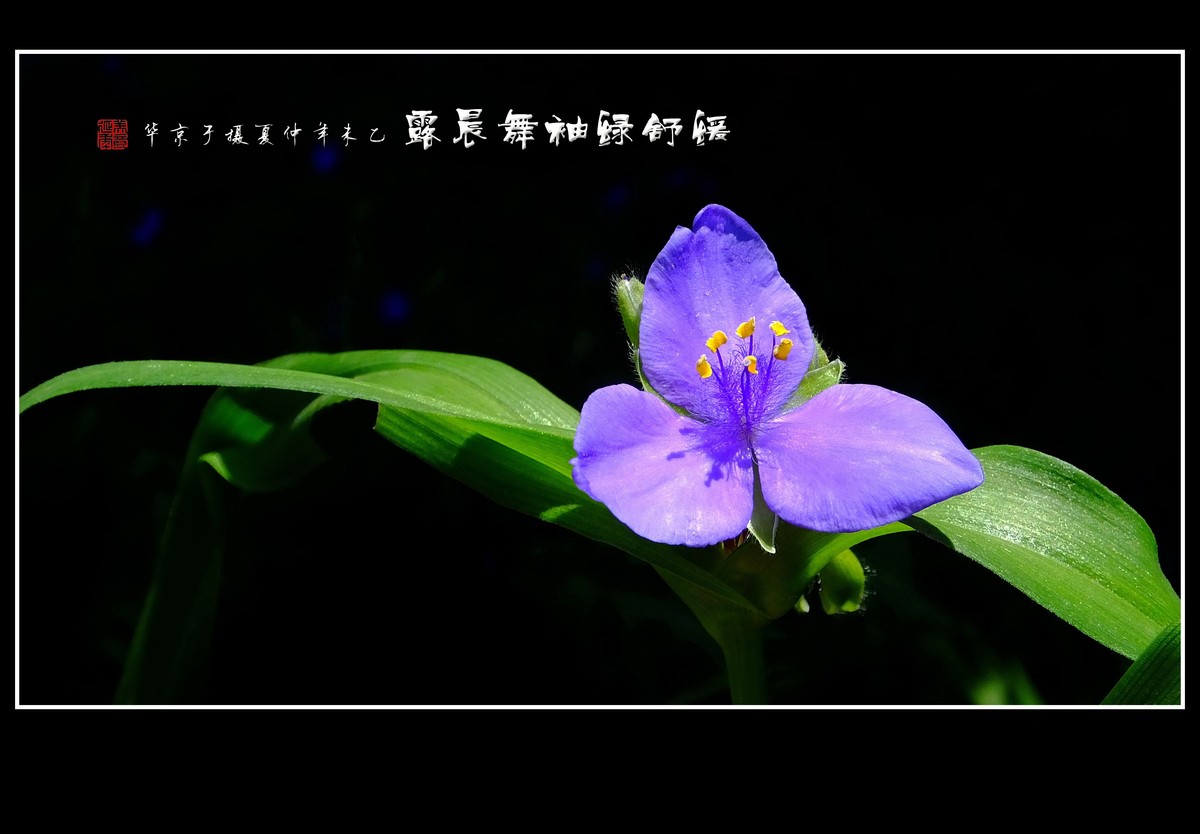 缓舒绿袖舞晨露的紫露草花