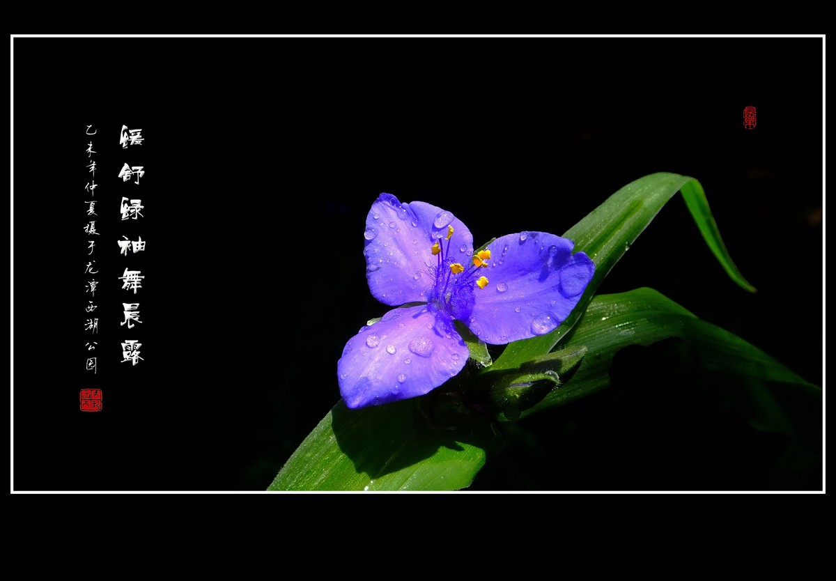 缓舒绿袖舞晨露的紫露草花