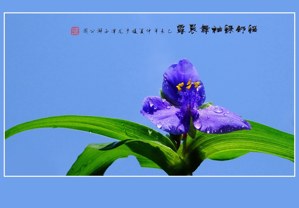 缓舒绿袖舞晨露的紫露草花