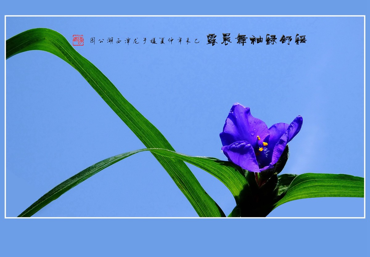 缓舒绿袖舞晨露的紫露草花