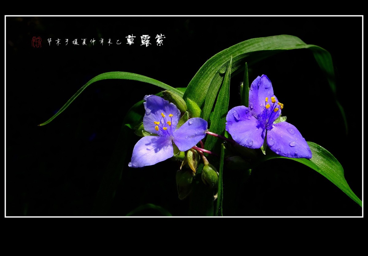 缓舒绿袖舞晨露的紫露草花