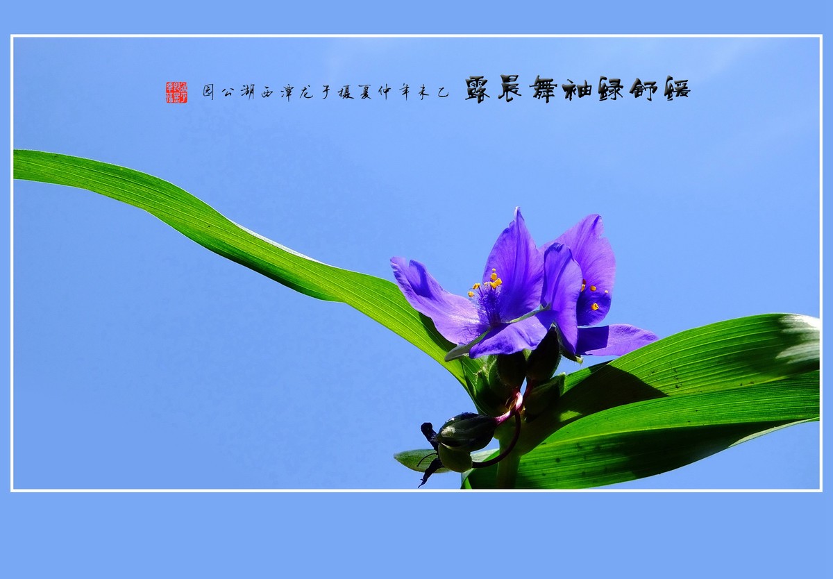 缓舒绿袖舞晨露的紫露草花