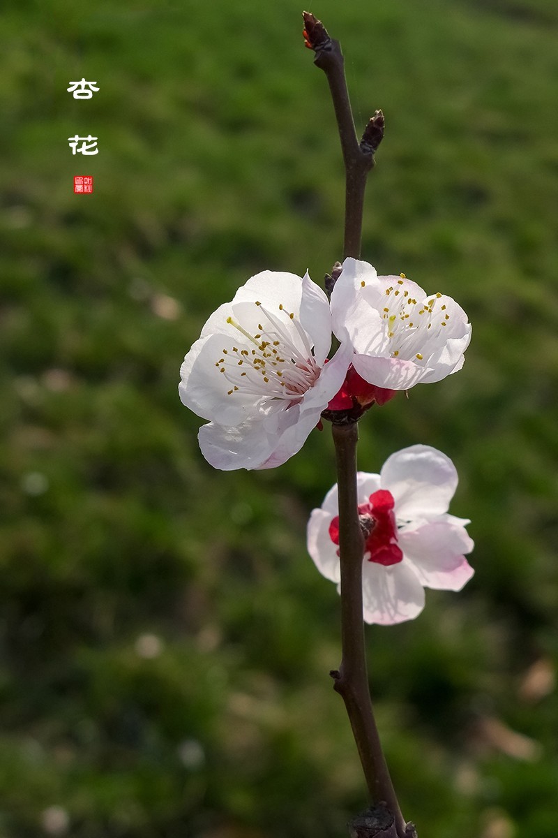 盼望春天