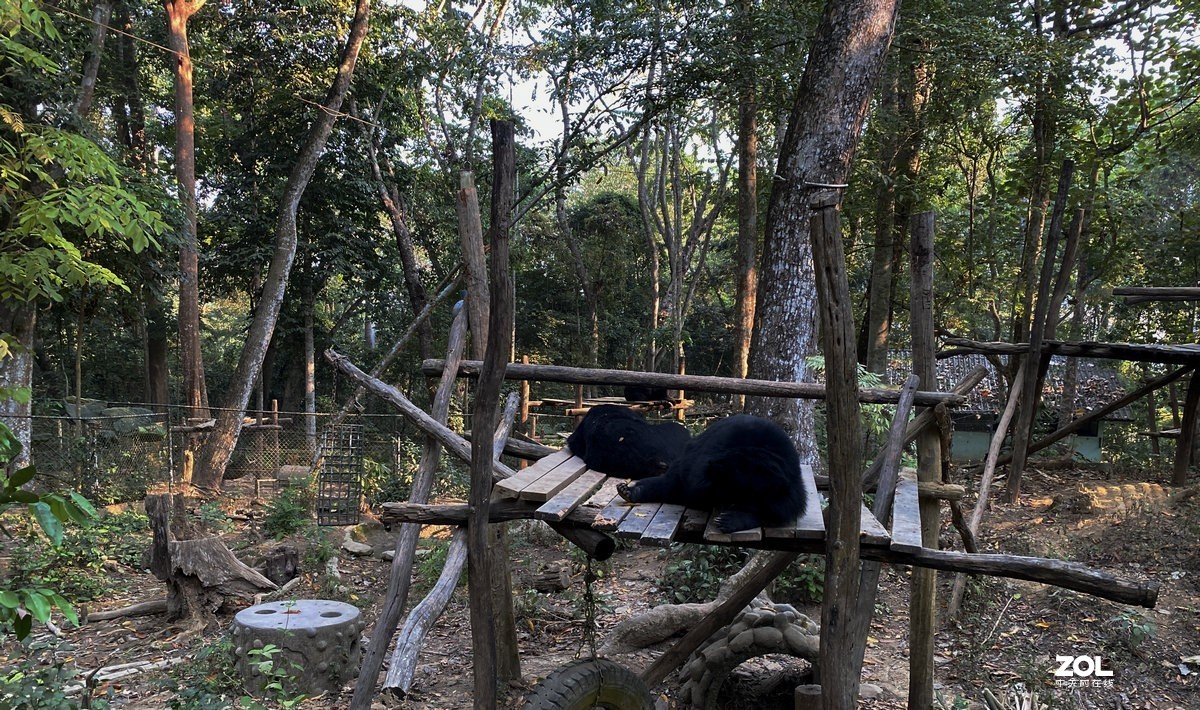 2020春节 长沙到老挝（42）亚洲月熊保护中心