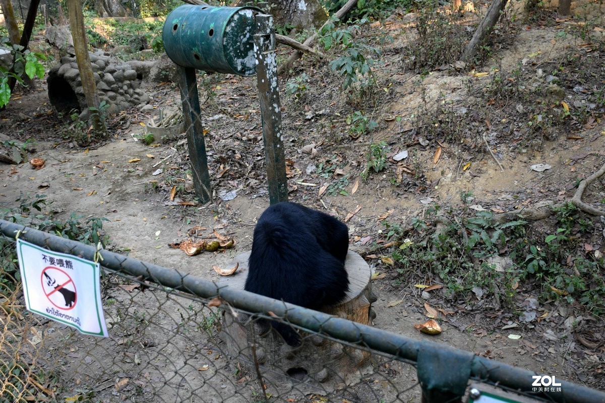 2020春节 长沙到老挝（42）亚洲月熊保护中心