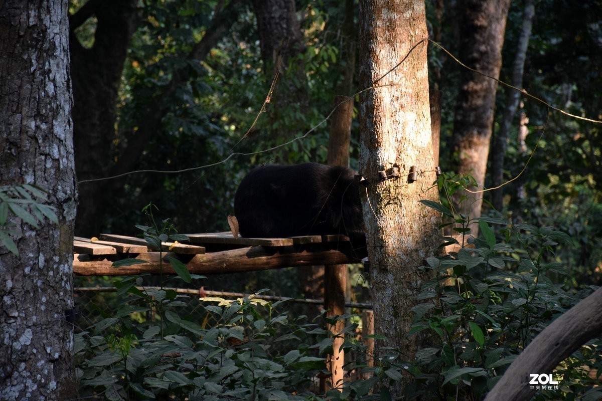 2020春节 长沙到老挝（42）亚洲月熊保护中心
