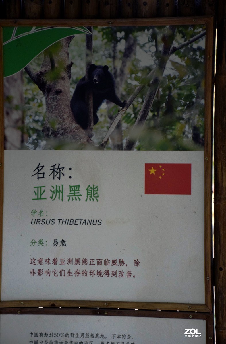 2020春节 长沙到老挝（42）亚洲月熊保护中心