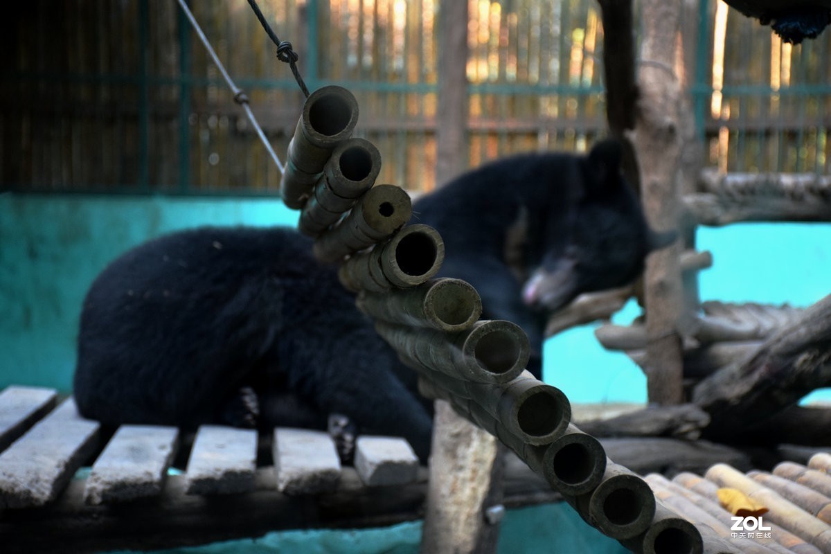 2020春节 长沙到老挝（42）亚洲月熊保护中心