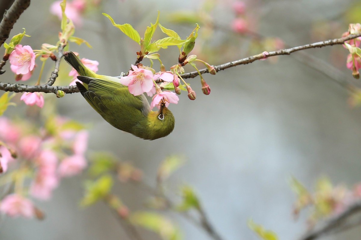 新年过后第一帖   绣眼