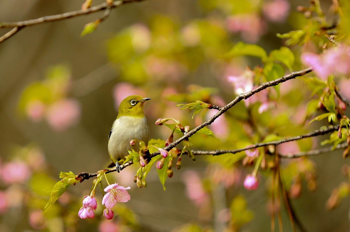 新年过后第一帖   绣眼