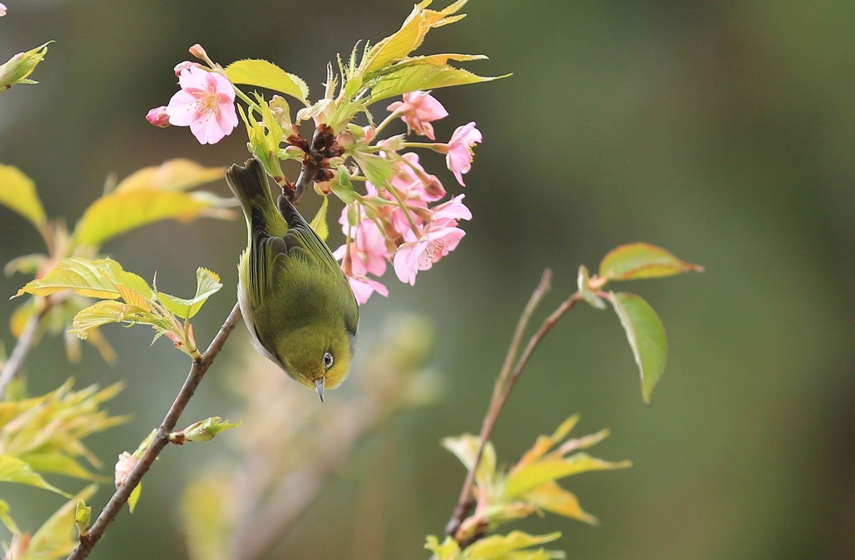 新年过后第一帖   绣眼