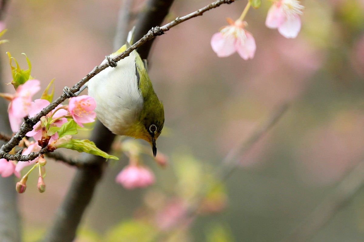 新年过后第一帖   绣眼
