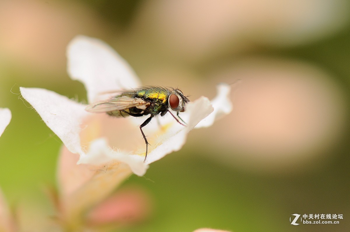 #版主坐堂#小五星空(中国)2019年五月精品荟萃