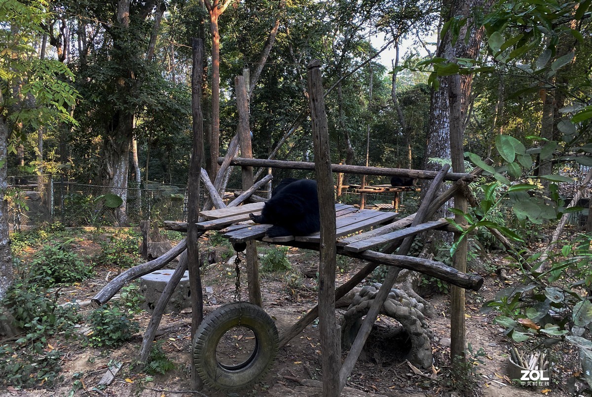 2020春节 长沙到老挝（42）亚洲月熊保护中心