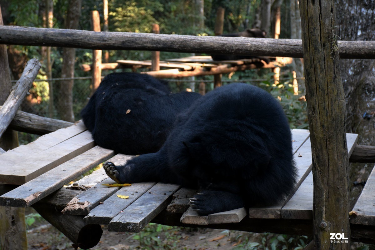 2020春节 长沙到老挝（42）亚洲月熊保护中心