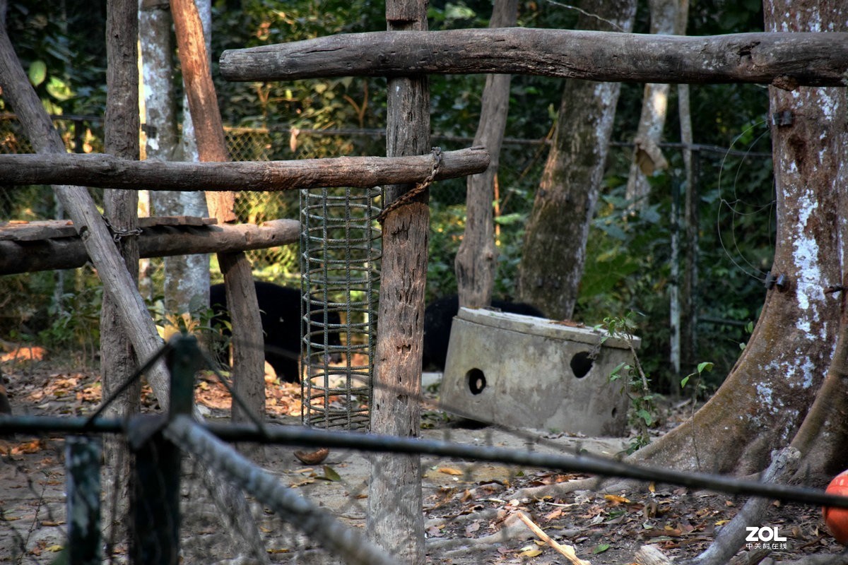 2020春节 长沙到老挝（42）亚洲月熊保护中心