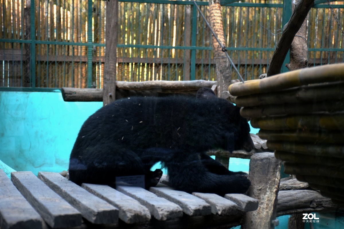 2020春节 长沙到老挝（42）亚洲月熊保护中心