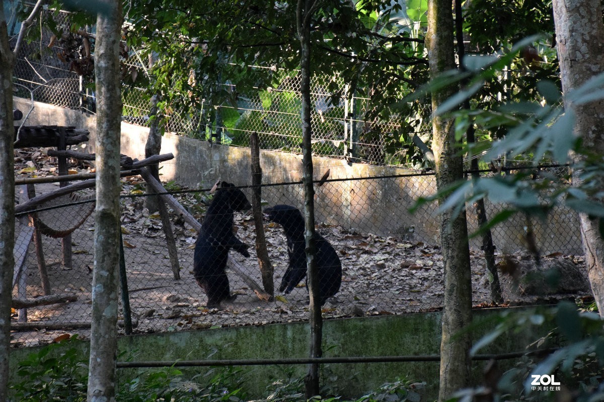 2020春节 长沙到老挝（42）亚洲月熊保护中心