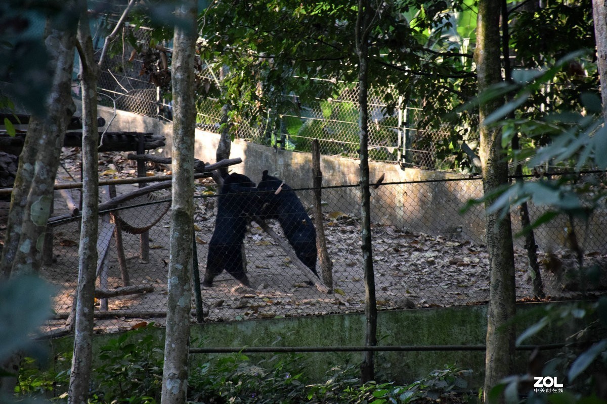 2020春节 长沙到老挝（42）亚洲月熊保护中心