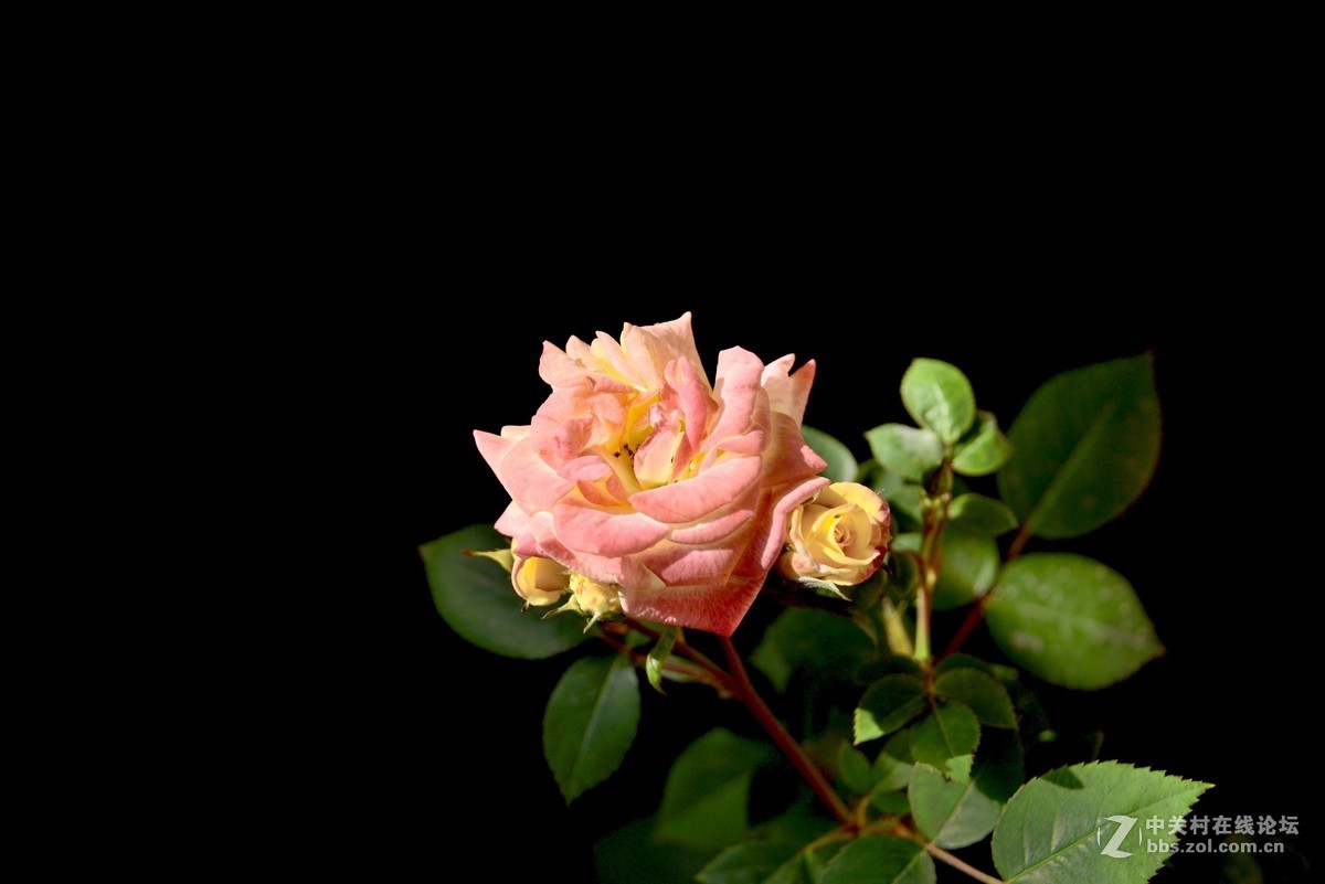 #版主坐堂#小五星空(中国)2019年五月精品荟萃