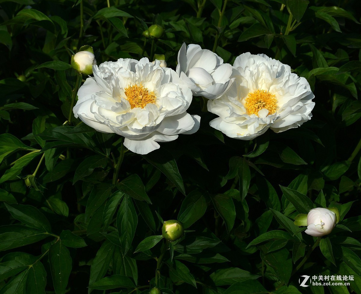 #版主坐堂#小五星空(中国)2019年五月精品荟萃