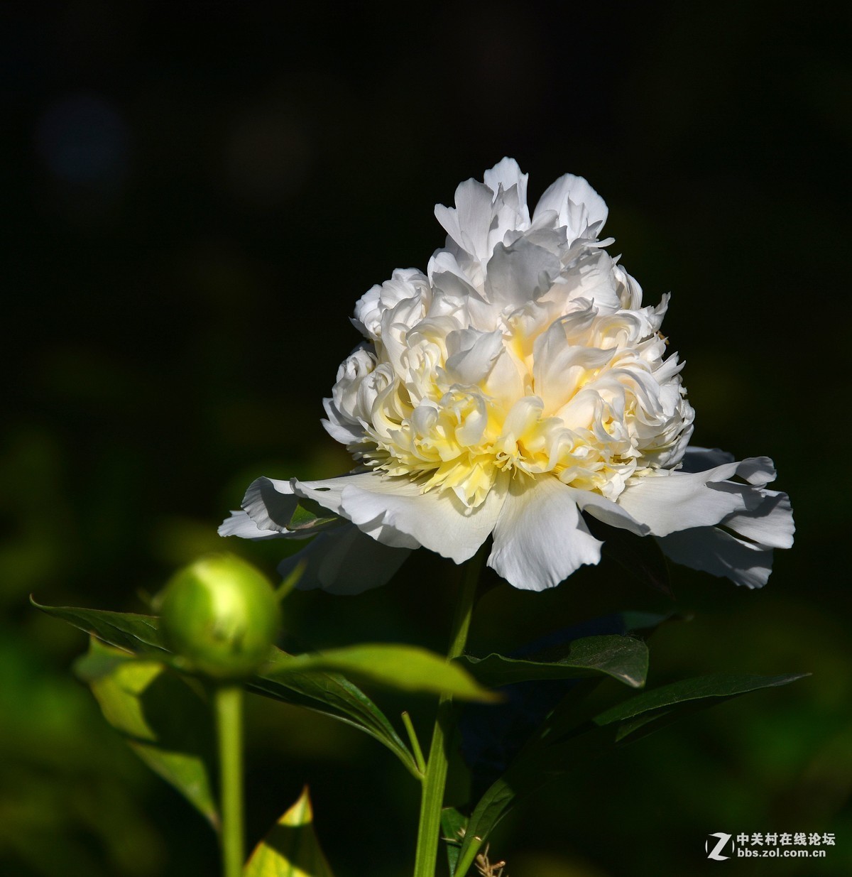 #版主坐堂#小五星空(中国)2019年五月精品荟萃