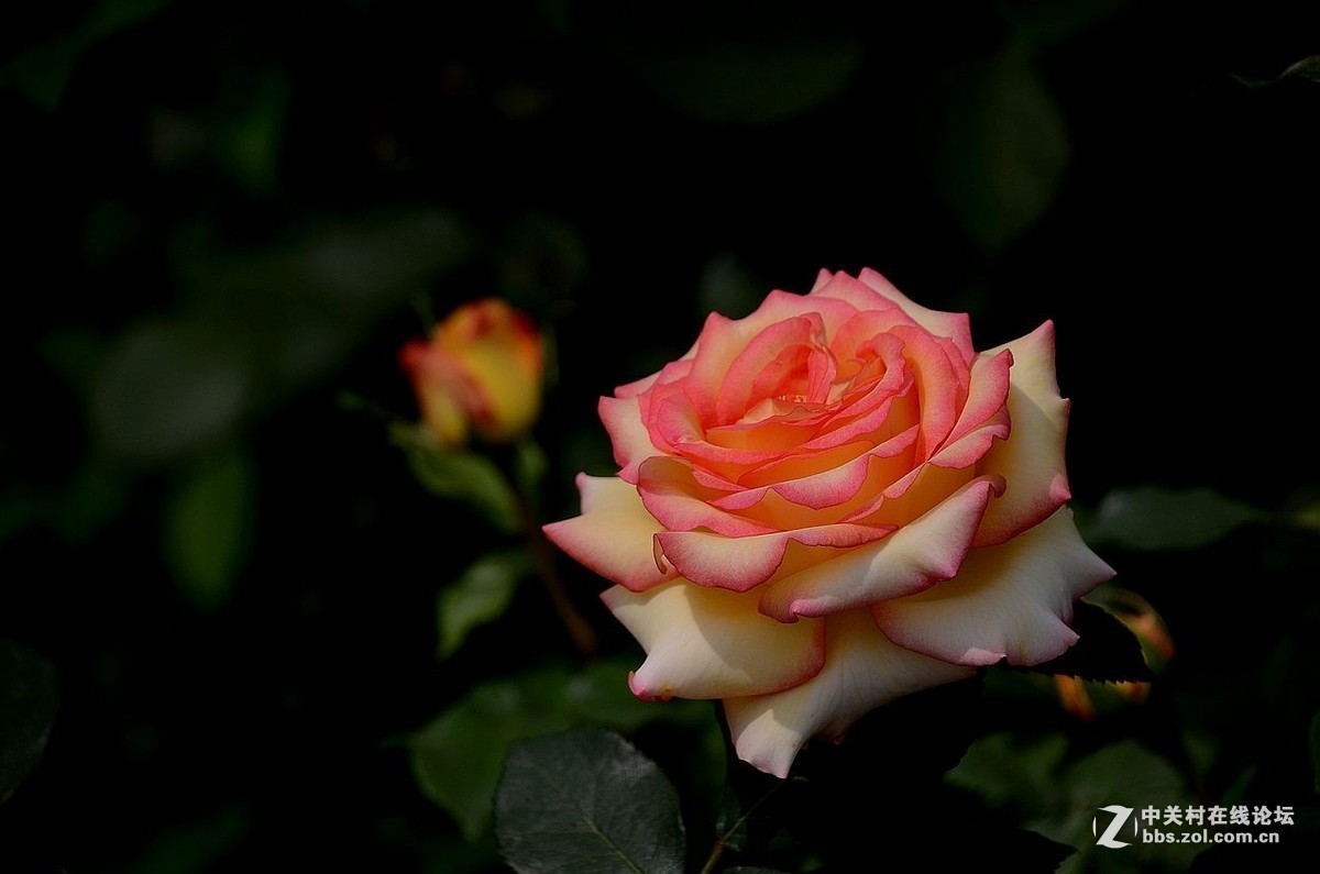 #版主坐堂#小五星空(中国)2019年五月精品荟萃